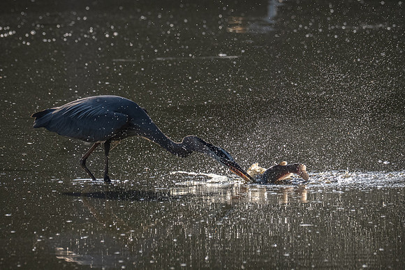 260607-JSP-NC_Fauna-Birds-150