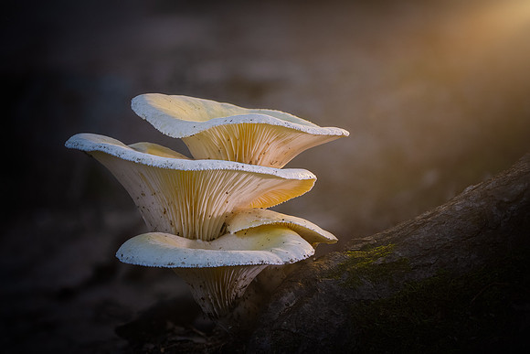 260708-JSP-NC_Fungi-376_Stk-143