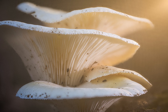 260708-JSP-NC_Fungi-292_Stk-145