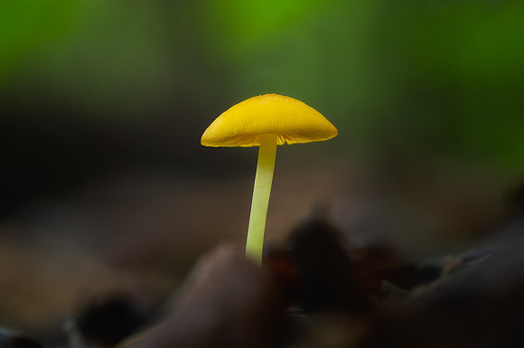 250515-JSP-NC_fungi-33