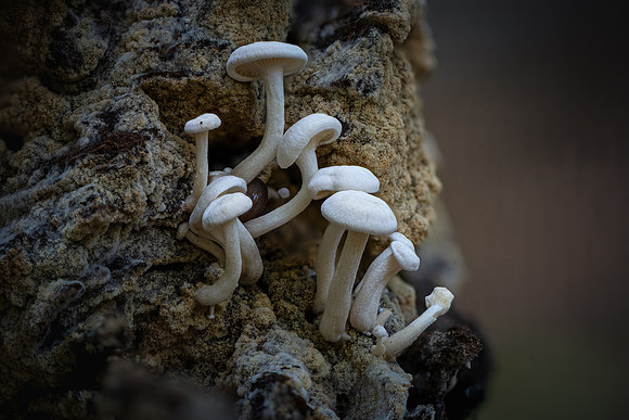 260730-JSP-NC_fungi-419