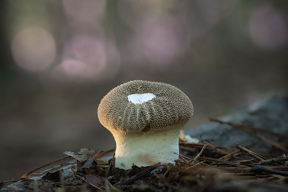 260730-JSP-NC_fungi-569
