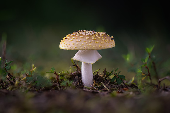 260801-JSP-NC_fungi-535_Stk-151