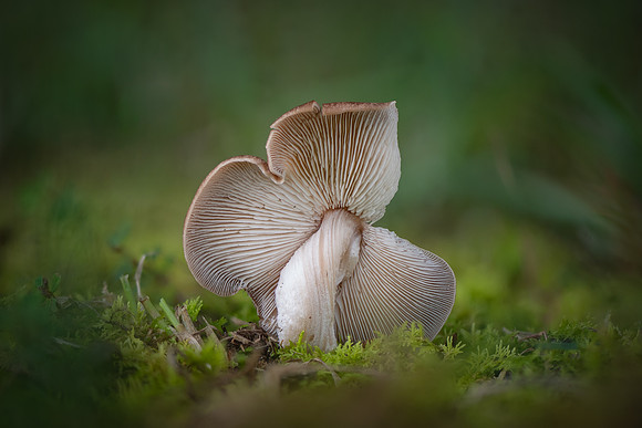 260801-JSP-NC_fungi-1345_Stk-154
