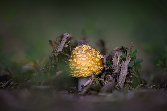 260731-JSP-NC_fungi-586_Stk-152