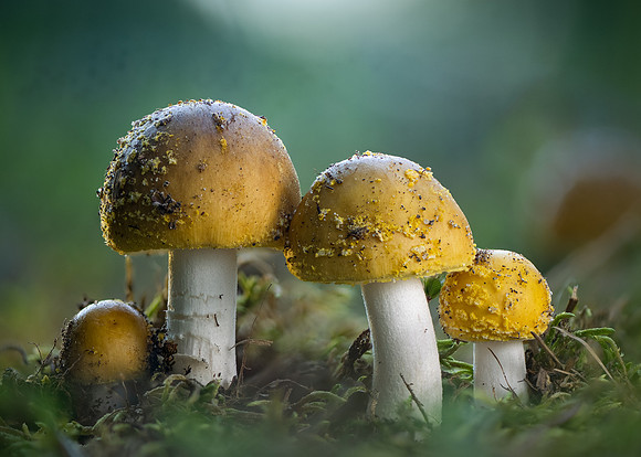 260731-JSP-NC_fungi-311_Stk