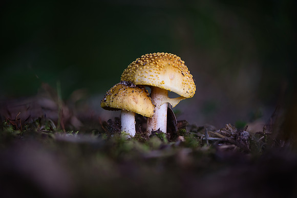 260802-JSP-NC_fungi-284_Stk-160