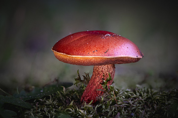 260803-JSP-NC_fungi-1184_Stk
