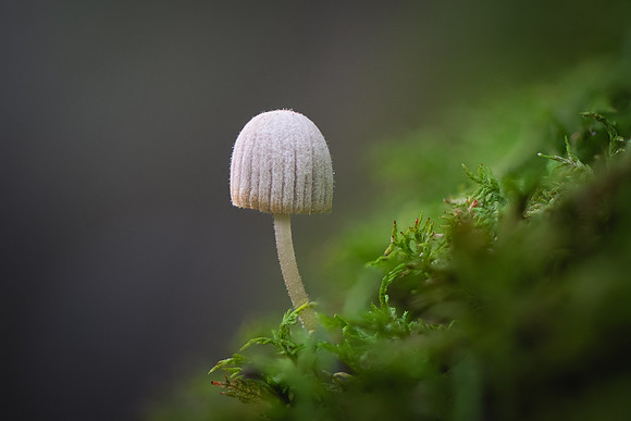 260808-JSP-NC_fungi-388_Stk