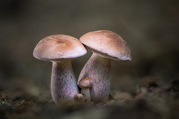 260814-JSP-NC_fungi-248_Stk-166