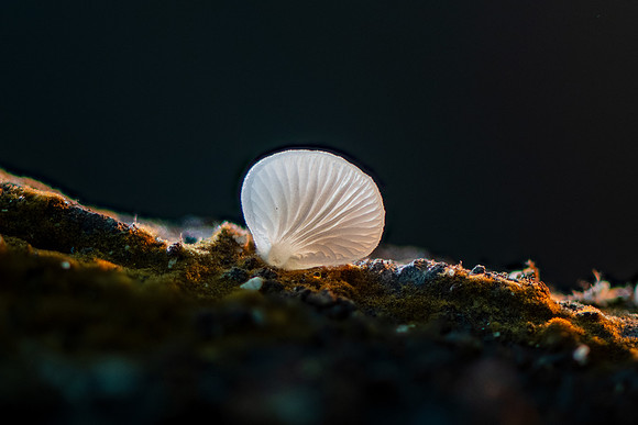 260825-JSP-NC_fungi-43_Stk