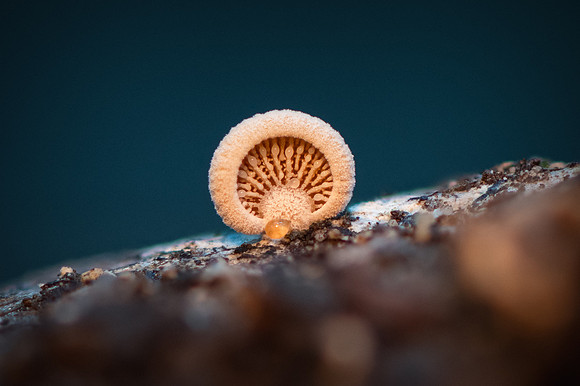 260828-JSP-NC_fungi-41_Stk