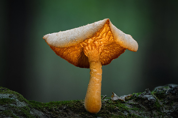 260828-JSP-NC_fungi-149_Stk