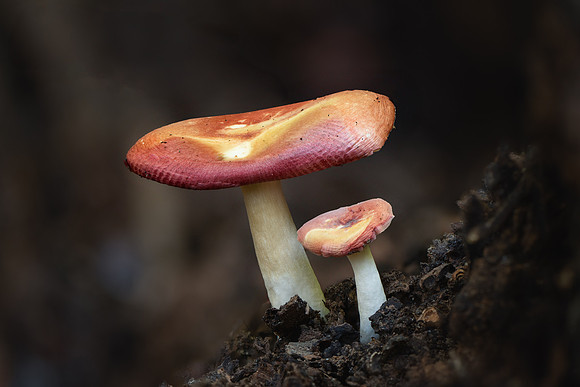 20241013_JMS_NC_mushrooms_0077-288