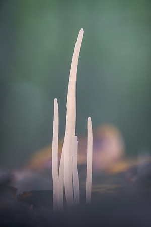 250815-JSP-NC_fungi-6453-1112