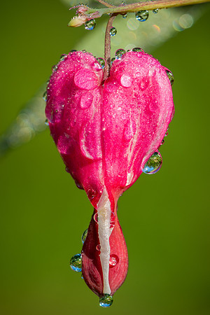 Silkstone-140512_0013