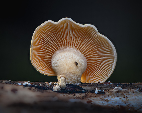 261005-JSP-NC_Fungi-1