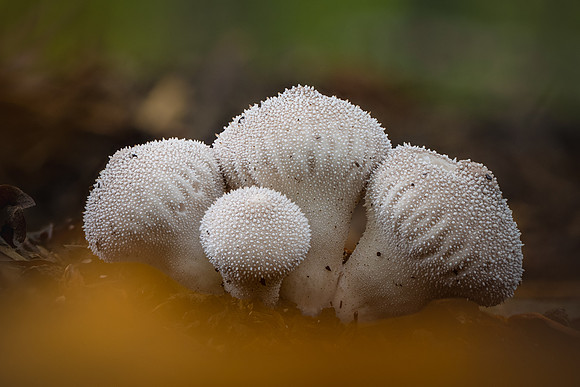 261017-JSP-NC_Fungi-158_Stk