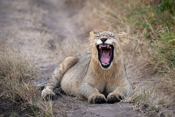 20240726_JSP_Africa_Kenya_901