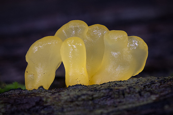 250808-JSP-NC_fungi-5658-964