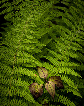 Silkstone-130901_0266-1482