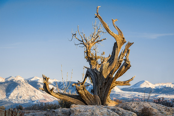 20160220_JMS_Archescaynonland_0033_484