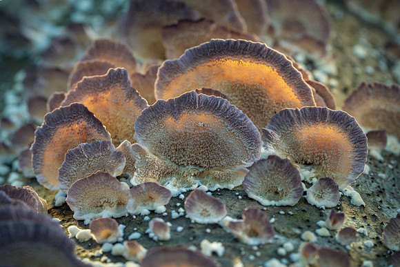 250809-JSP-NC_fungi-5748-974