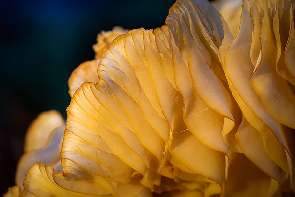 250726-JSP-NC_fungi-5249-906