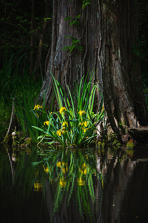 20160408_JMS_Charleston_0621