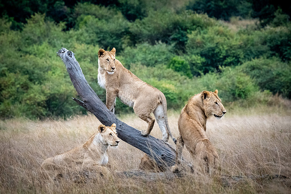 20240731_JSP_Africa_Kenya_2398-219