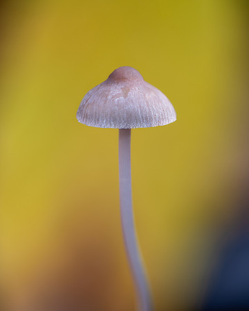 20241129_JMS_NC_Flora_0213-576
