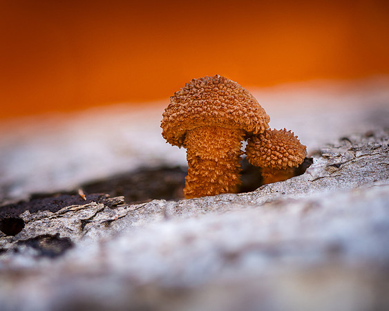 20241129_JMS_NC_Flora_0419-529