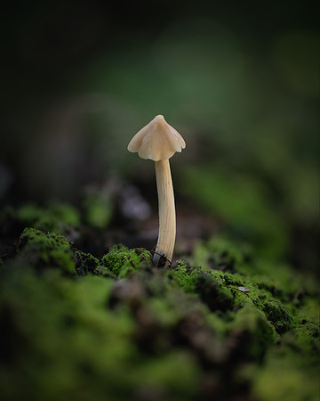 250725-JSP-NC_fungi-4694-881