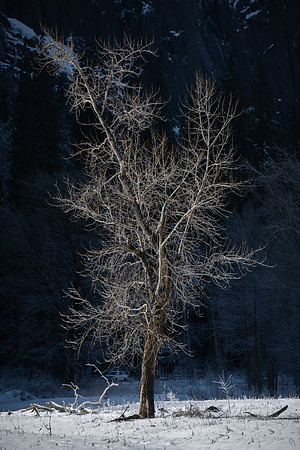 250318-JSP-YosemiteNP_CA-537