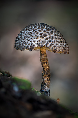 250816-JSP-NC_fungi-7278-1257