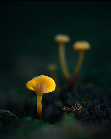 250615-JSP-NC_fungi-2668-688