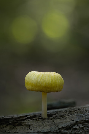 250725-JSP-NC_fungi-4497-868
