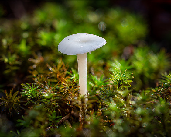 20241129_JMS_NC_Flora_0108-551