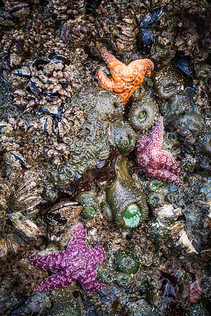 20180417_JMS_Oregon_733
