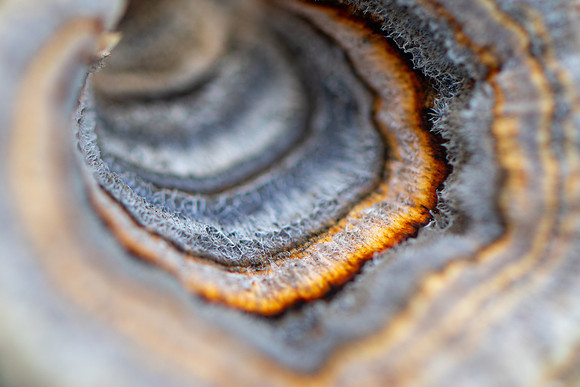 20250102_JSP_NC_fungi_079