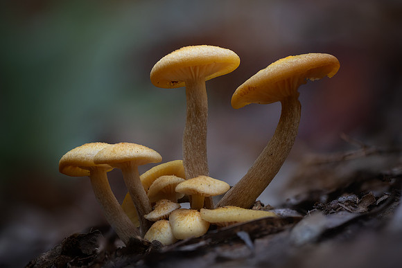 20241026_JMS_NC_fungi_0105-391