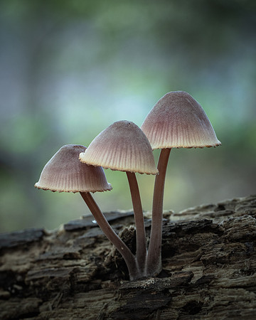20240922_JMS_NC_Fungi_0027