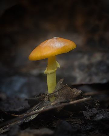 20240925_JMS_NC_fungi_0004-239