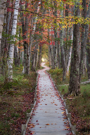20211004_JMS_ME_AcadiaNP_377-431