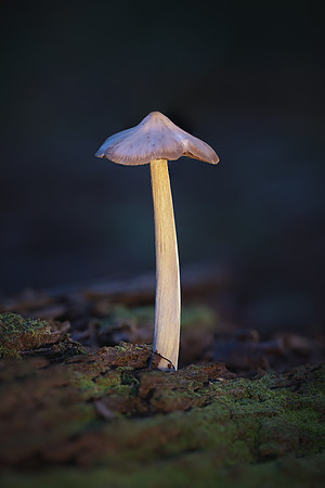 250726-JSP-NC_fungi-5179-909