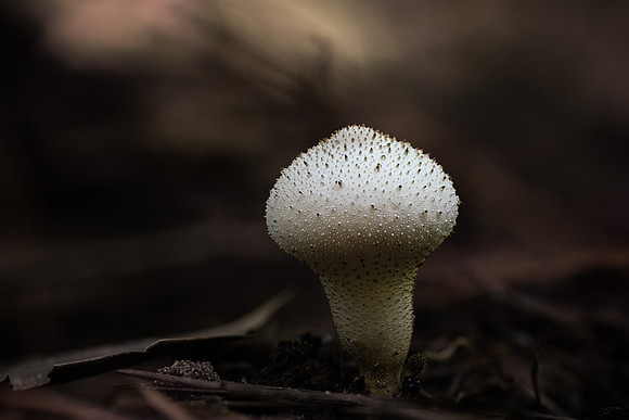250725-JSP-NC_fungi-4708-892