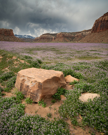 20190420_JMS_CanyonlandsNP_UT_026-43
