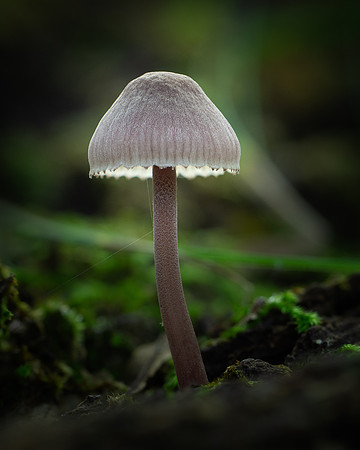 20240922_JMS_NC_Fungi_0066-228