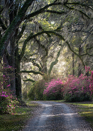 20240323_JMS_SC_Lowcountry_232-88
