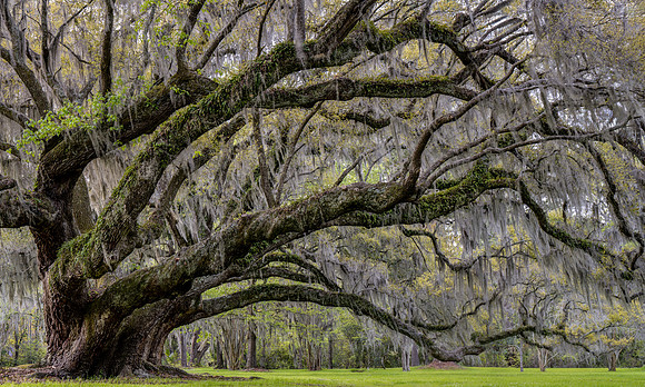 20240326_JMS_SC_Lowcountry_591-105